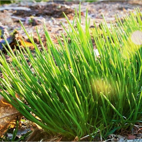 Garlic Chives Herb Seed US Seller Ships Fast! Garlic Chives Herb Seed US Seller Ships Fast!